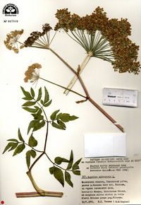 Angelica sylvestris image