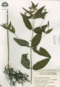 Lysimachia vulgaris image