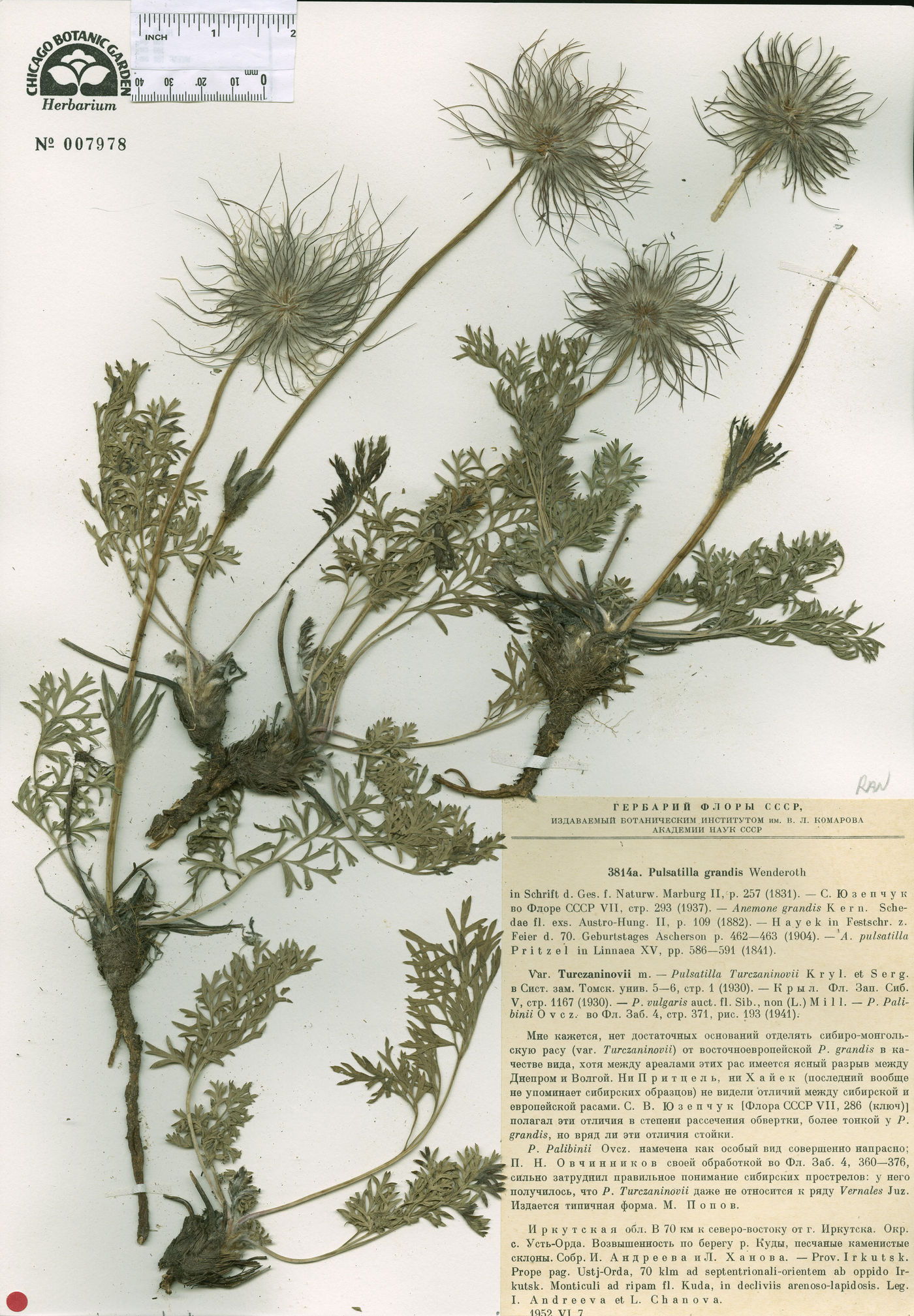Pulsatilla grandis image
