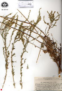 Artemisia porrecta image