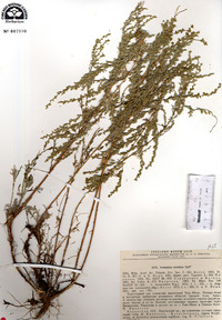 Artemisia serotina image