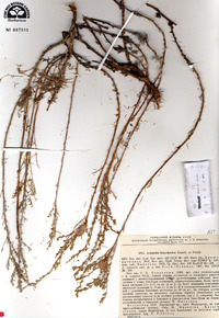 Seriphidium tianschanicum image
