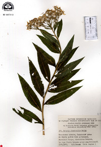 Senecio sarracenicus image