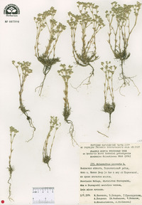 Scleranthus perennis image