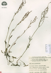 Rumex acetosella image