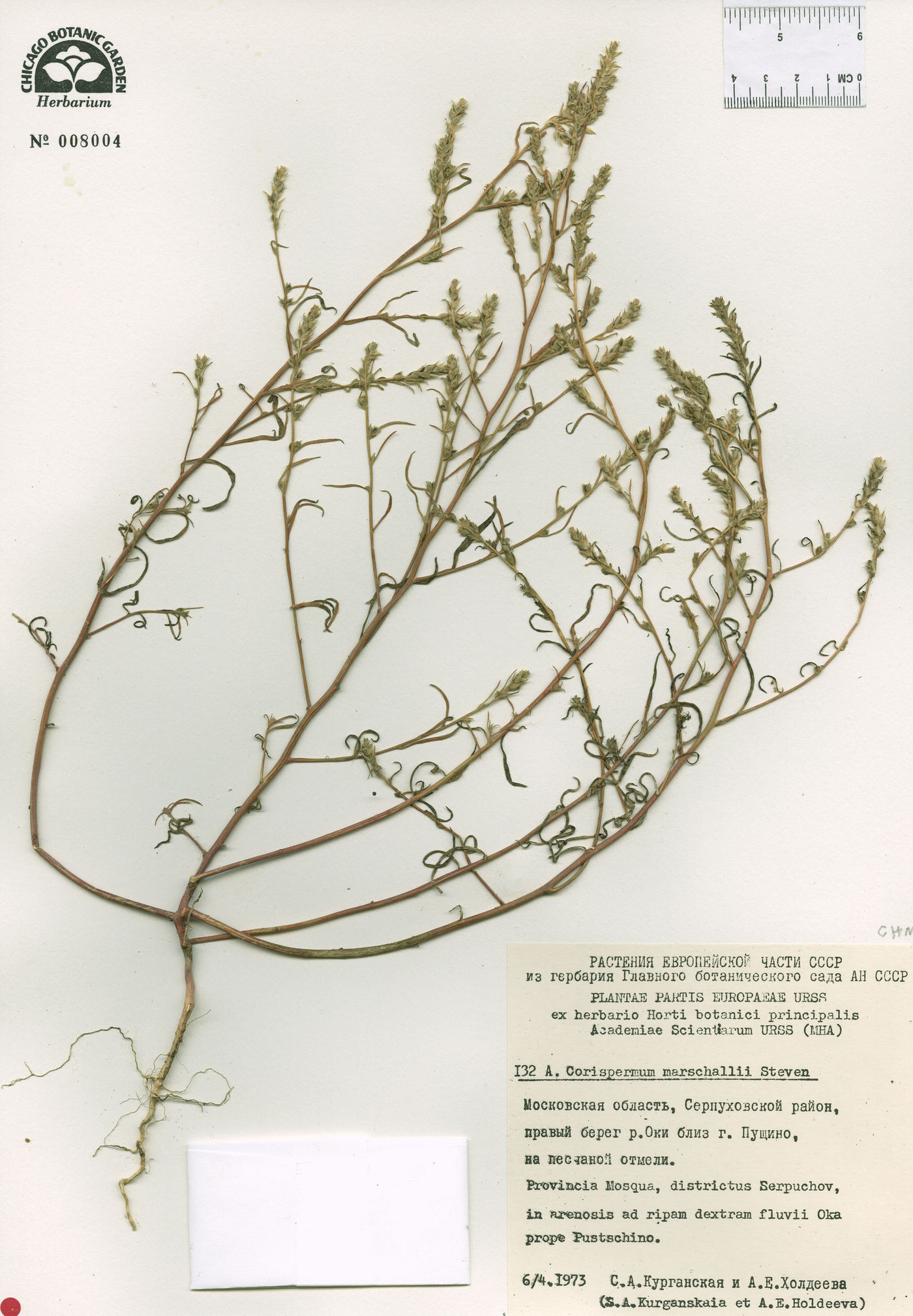 Corispermum marschallii image
