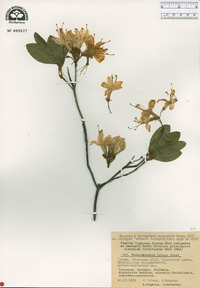 Rhododendron luteum image