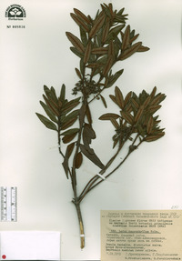 Rhododendron macrophyllum image