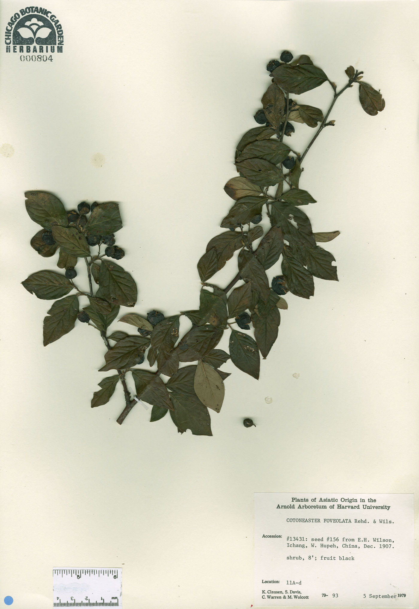 Cotoneaster foveolatus image