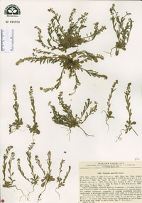 Polygala amarella image