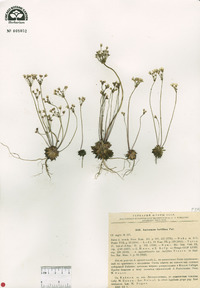 Androsace amurensis image
