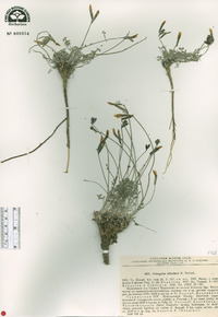 Image of Astragalus alitschuri