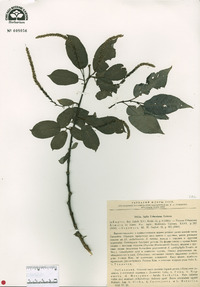 Salix cardiophylla image