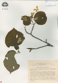 Viburnum furcatum image