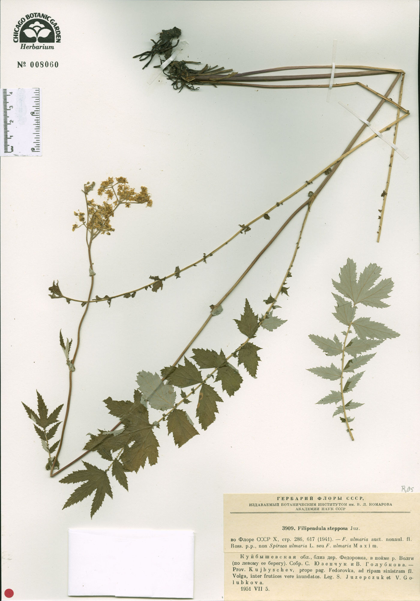 Filipendula ulmaria subsp. picbaueri image