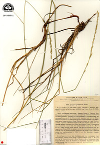 Image of Elymus bungeanus