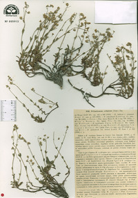 Image of Helianthemum cretaceum