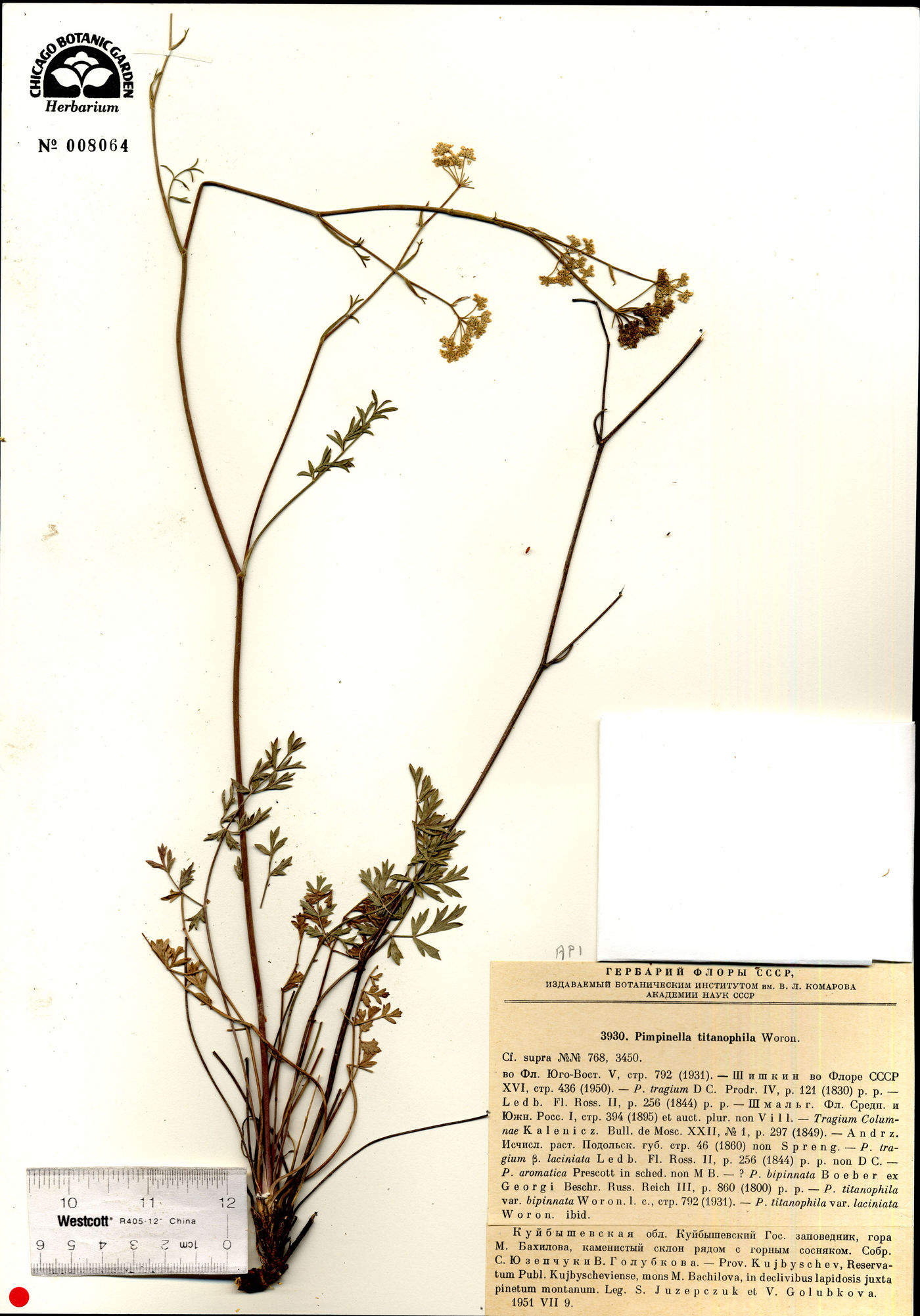 Pimpinella tragium subsp. titanophila image