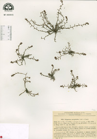 Image of Polygonum corrigioloides