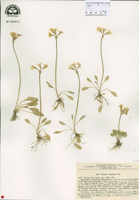 Image of Primula valentinae
