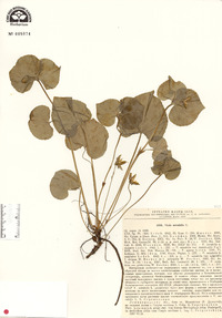 Viola mirabilis image