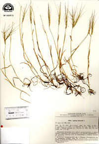 Aegilops triuncialis image