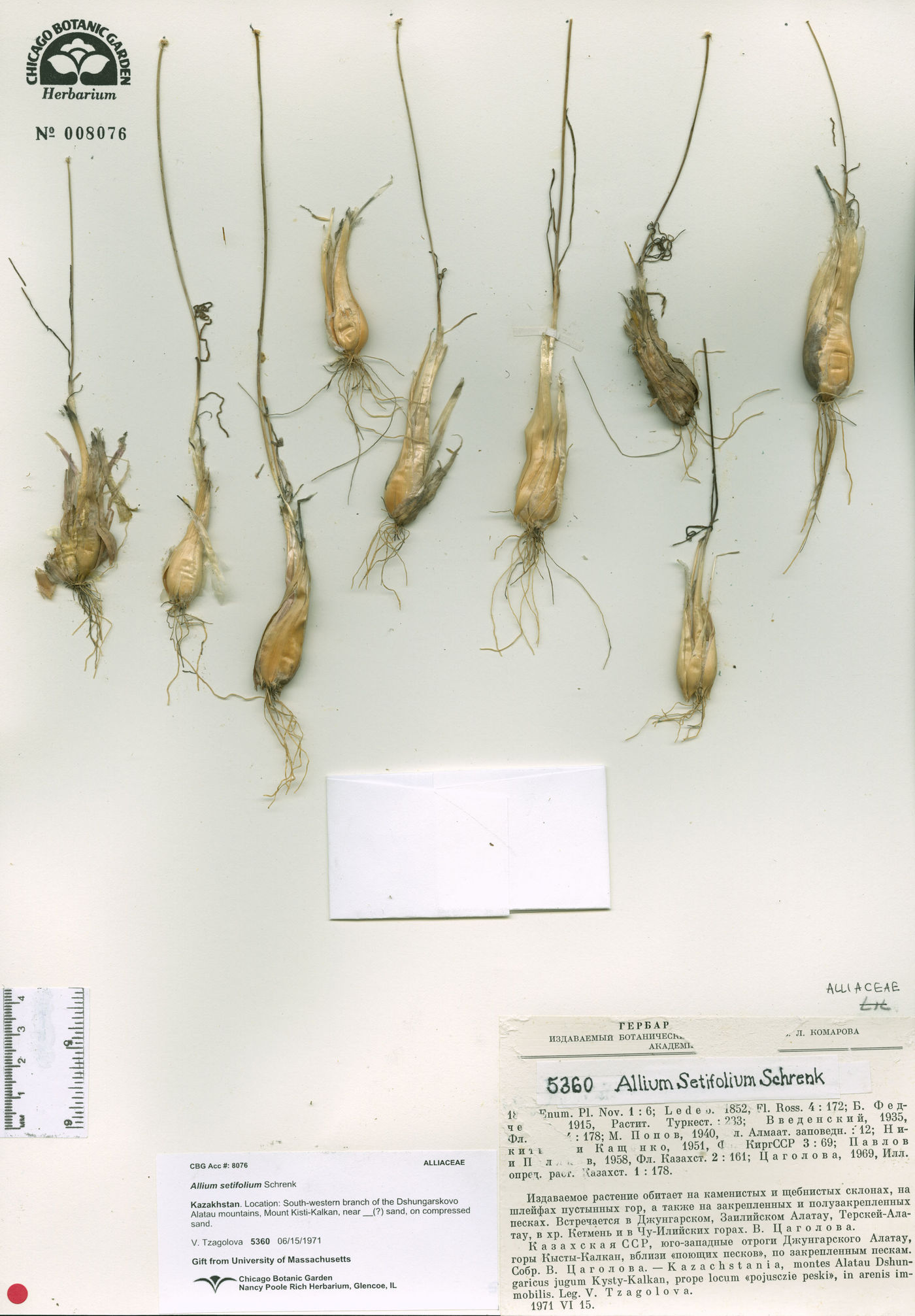 Allium setifolium image