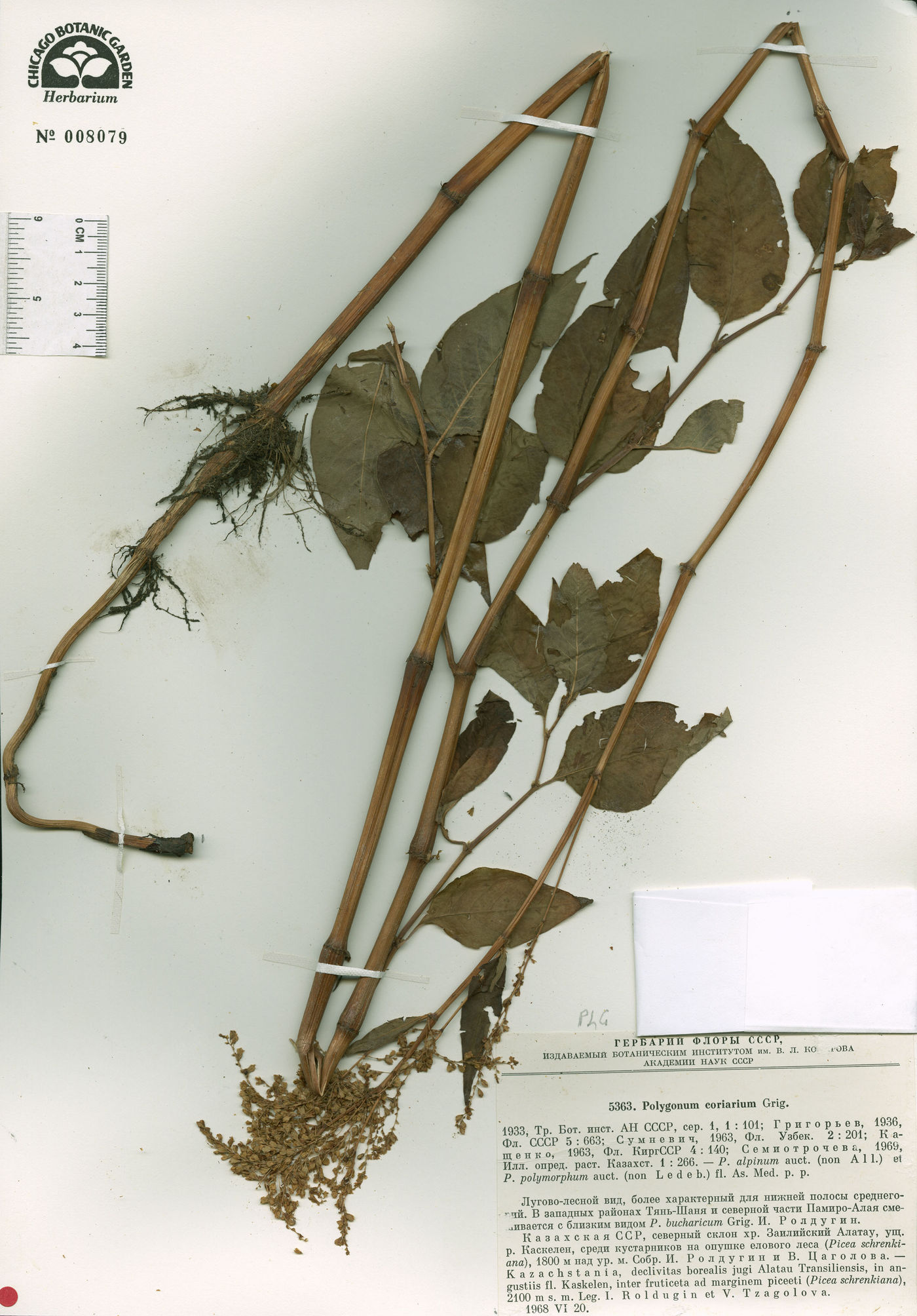 Polygonum coriarium image