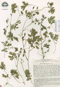 Corydalis capnoides image