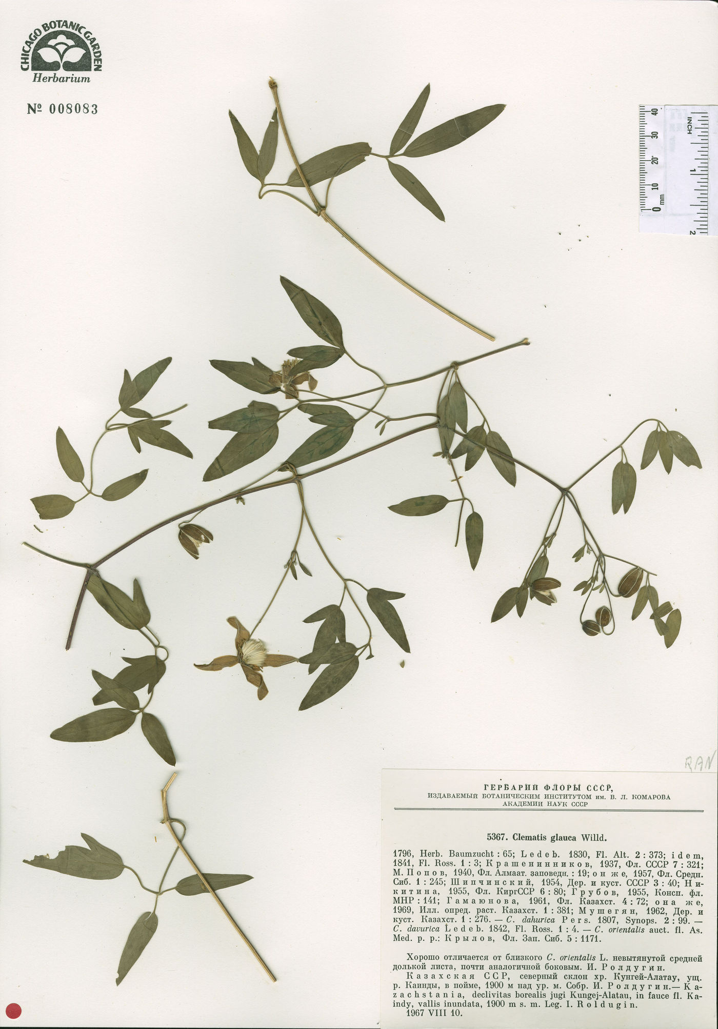 Clematis glauca image