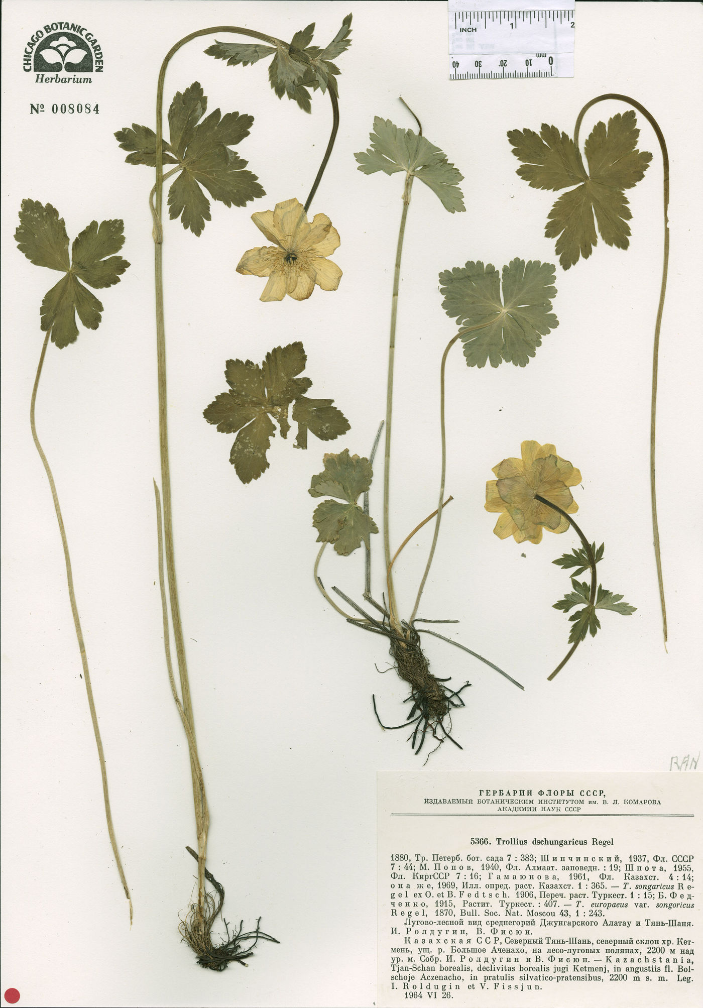 Trollius dschungaricus image