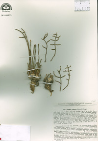 Anabasis truncata image