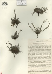Eritrichium rupestre image