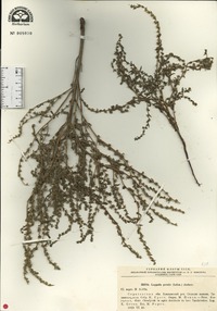 Lappula marginata image