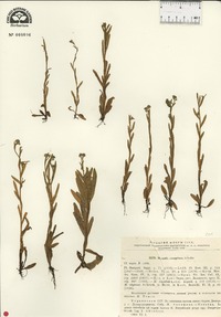 Myosotis laxa subsp. caespitosa image