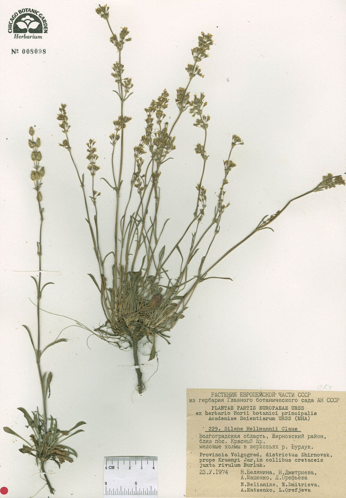 Silene hellmannii image