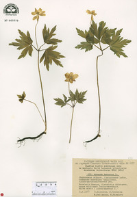 Anemone nemorosa image