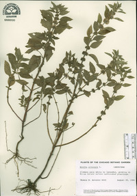 Mentha arvensis image