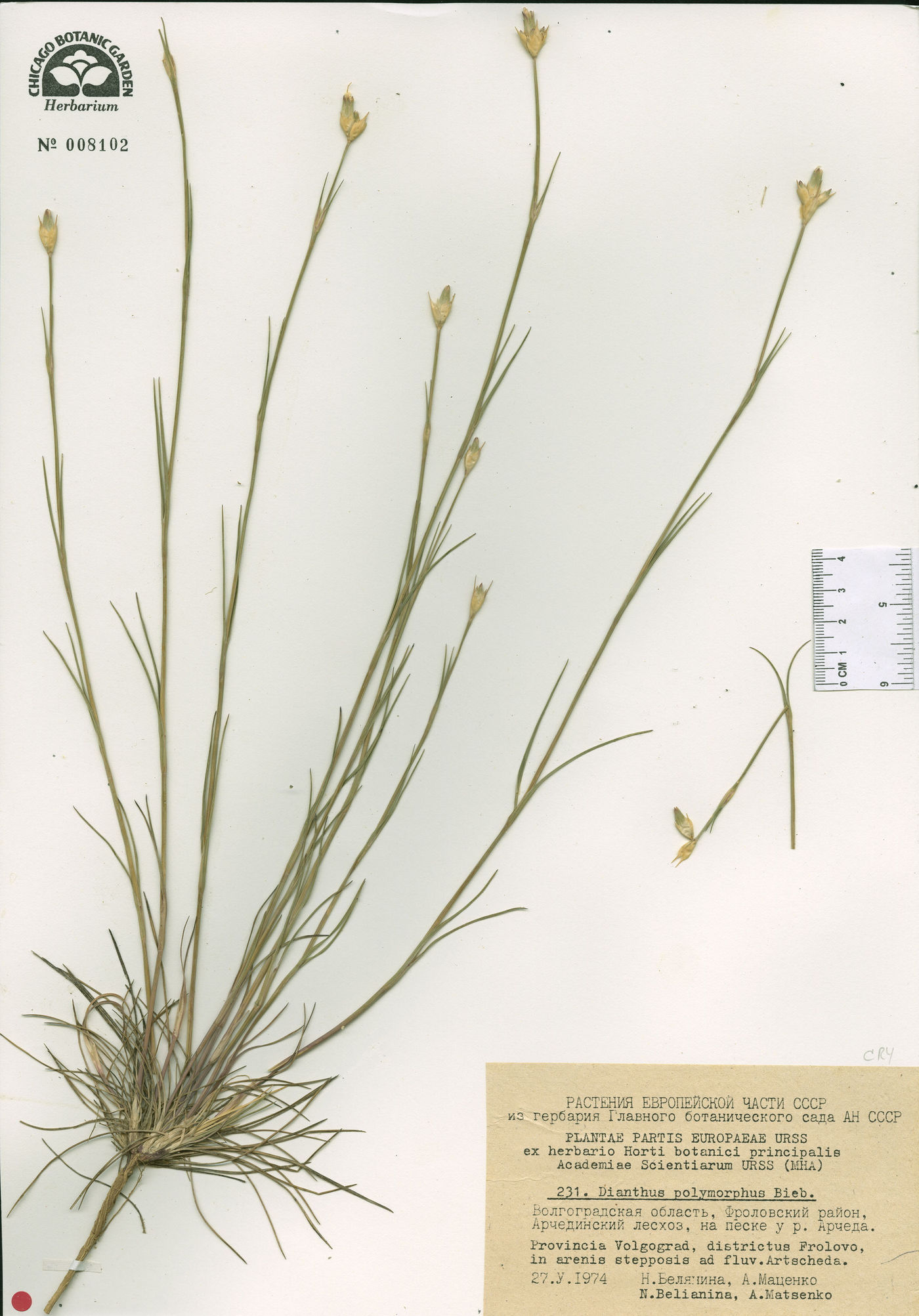 Dianthus polymorphus image