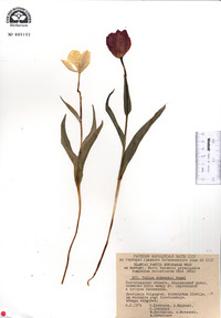 Tulipa suaveolens image