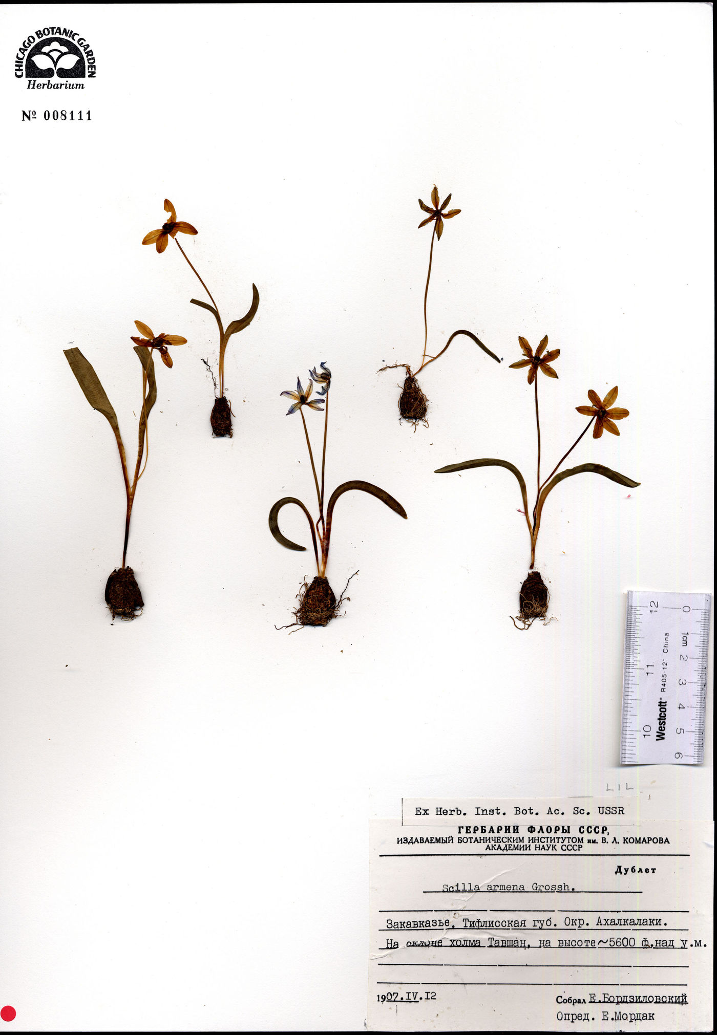 Scilla siberica subsp. armena image