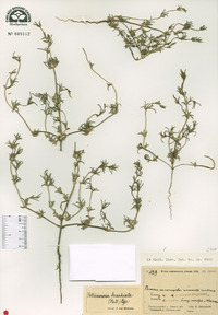 Petrosimonia brachiata image