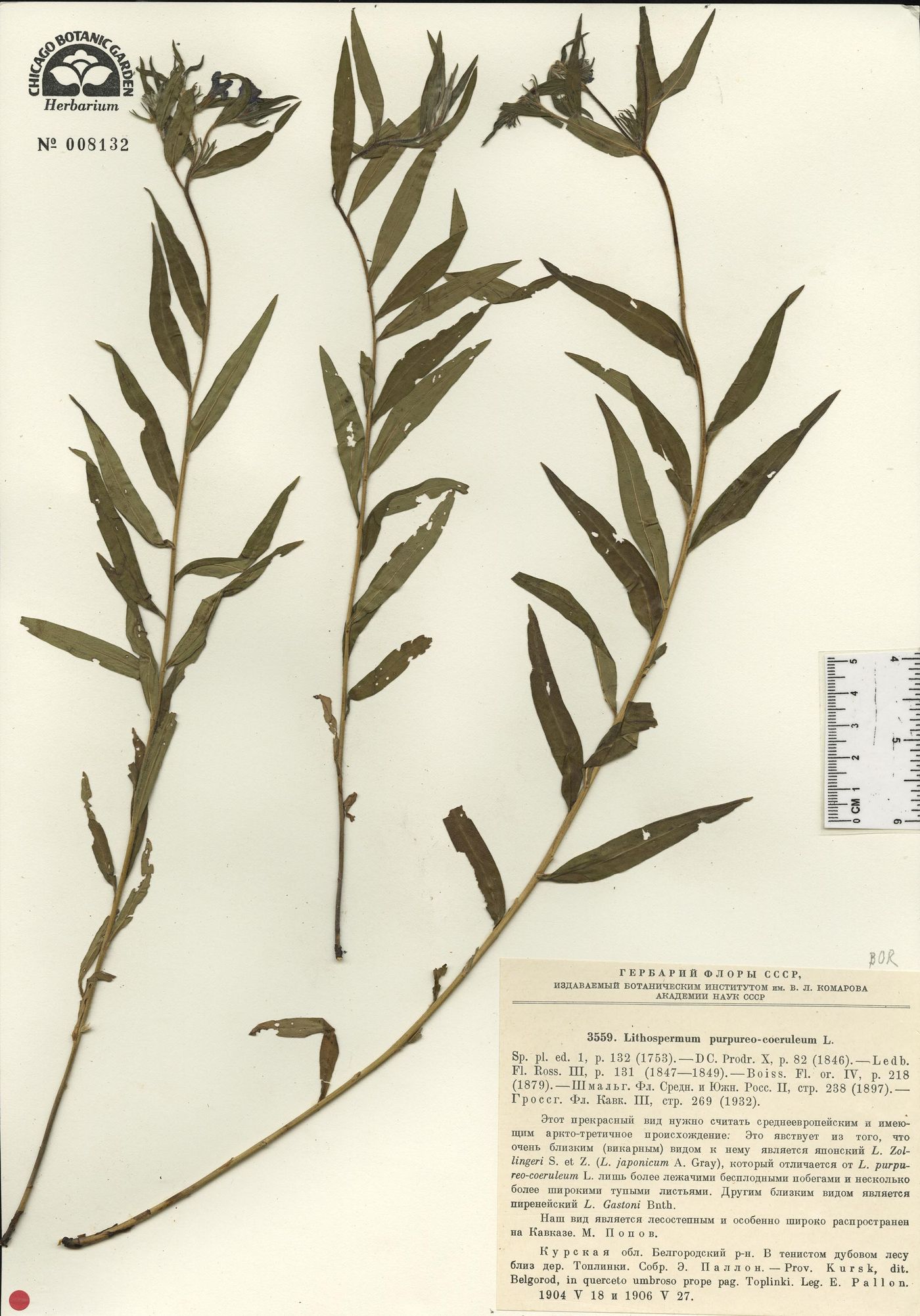 Lithodora fruticosa image
