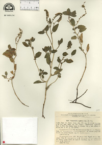 Argusia sogdiana image