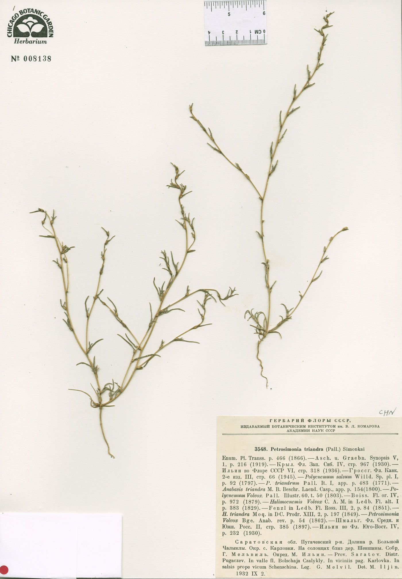 Petrosimonia triandra image