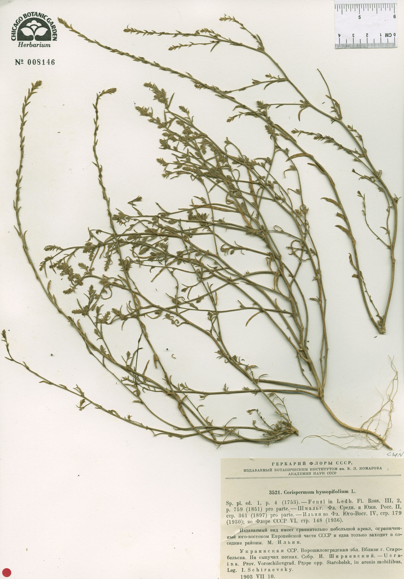 Corispermum hyssopifolium image