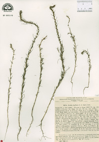 Bassia laniflora image