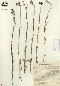 Image of Mertensia davurica