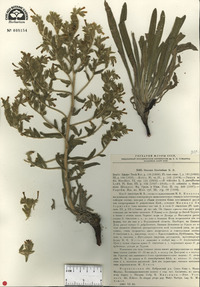 Image of Onosma tinctorium