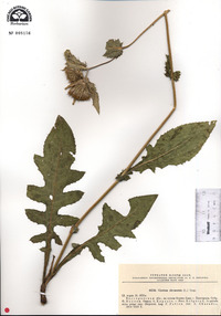 Cirsium oleraceum image